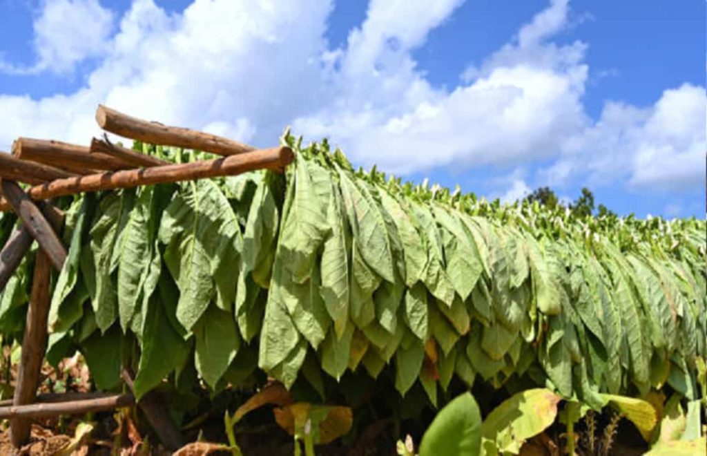 Freshly harvested tobacco leaves ready for drying